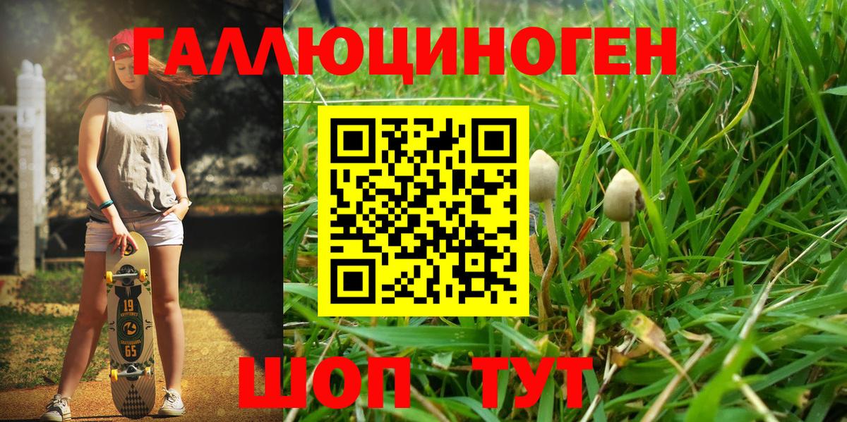 Псилоцибиновые грибы Psilocybine cubensis Великие Луки